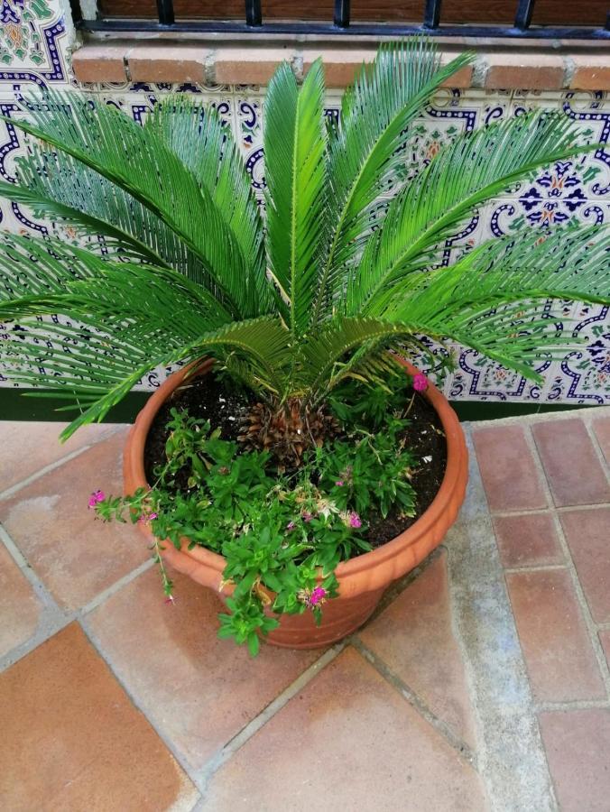 El Patio De Santiago 호텔 코르도바 외부 사진